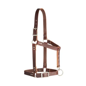 Riveted Leather Halter, Foal to Horse Size