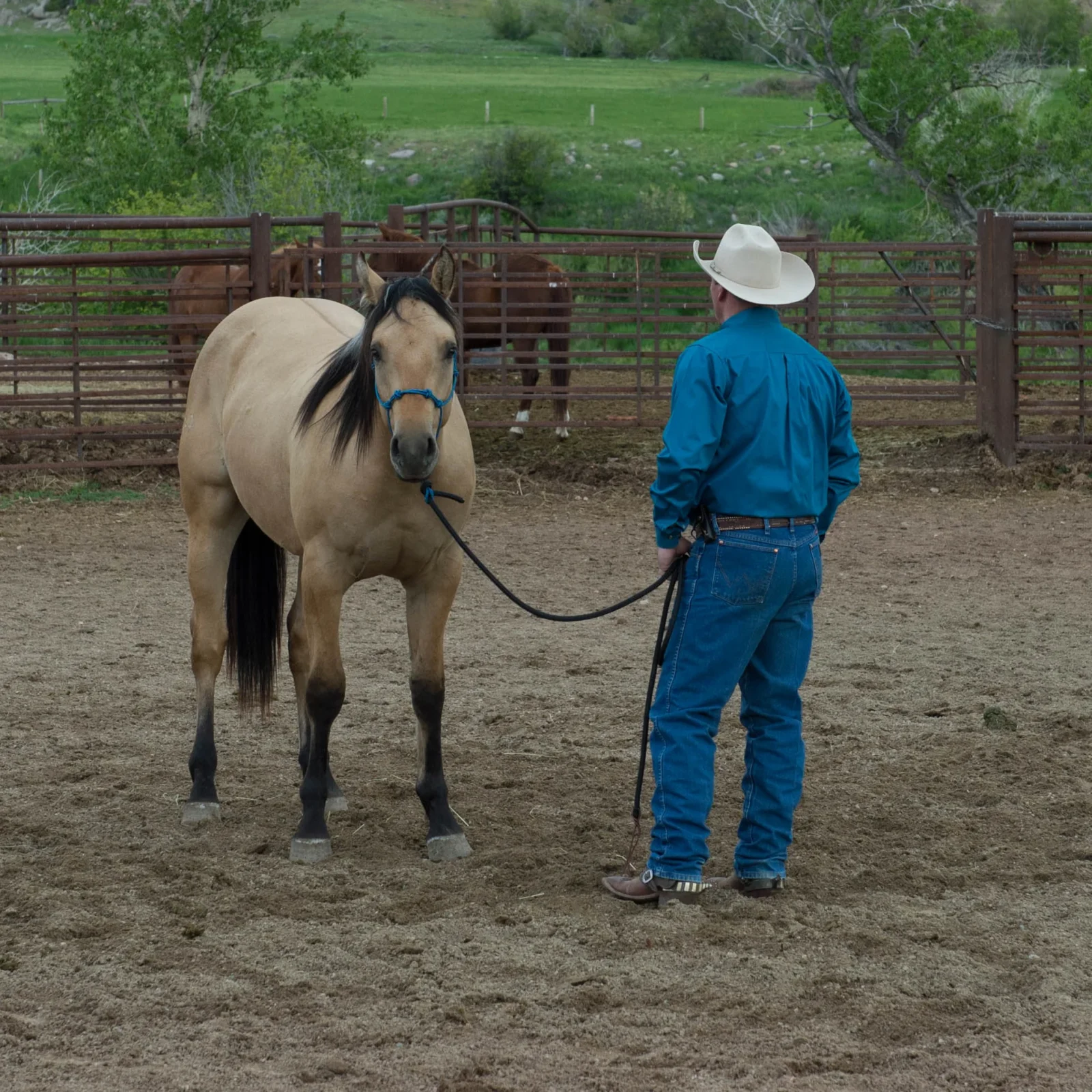 Silvertip Four Knot Rope Halter - Image 2